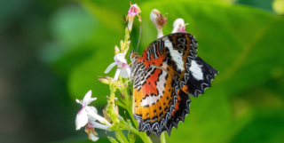 Le Guide des Tournages en Milieux Naturels – AUDIENS, ECOPROD et L’IFFCAM